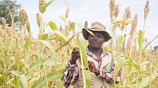 Small holder farmer, Savirios Chingura inspects his almost ready for harvest sorghum in his field in Gokwe South, Zimbabwe