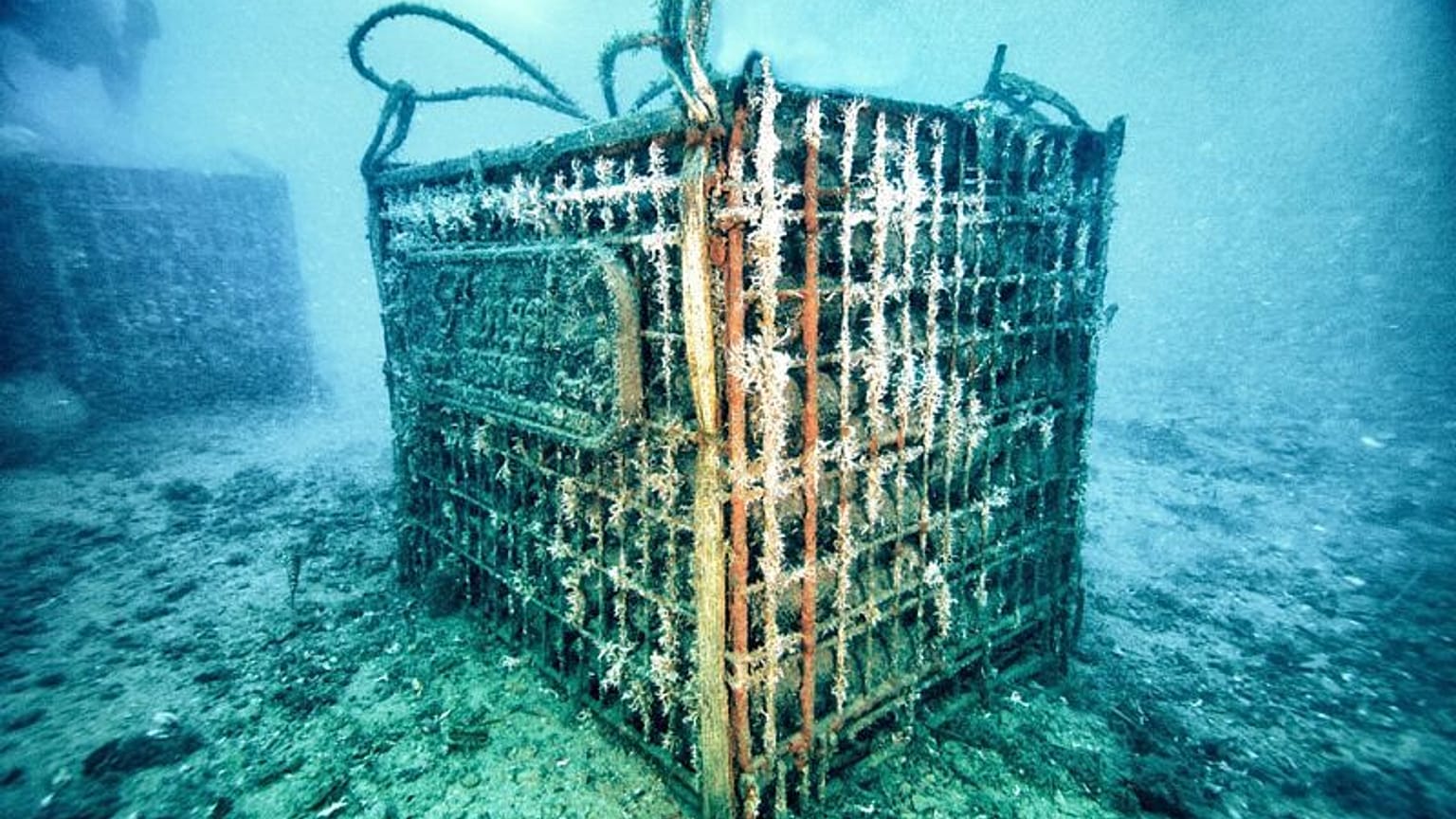 Wein: Mehr Geschmack aus dem Meer