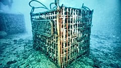 Wein: Mehr Geschmack aus dem Meer