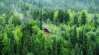 A secluded treehouse in Alaska