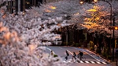 So früh wie noch nie: Japans Kirschblüte stellt Rekord auf