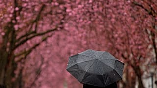 Kirschblüte in Bonn am Ostermontag