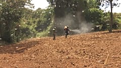 Praga de gafanhotos de regresso à agricultura do Quénia