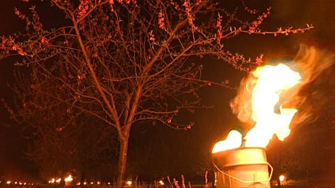 Candle lighting the plum tree