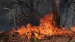 Illusztráció - fotó egy mexikói erdőtűzről