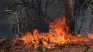 Illusztráció - fotó egy mexikói erdőtűzről