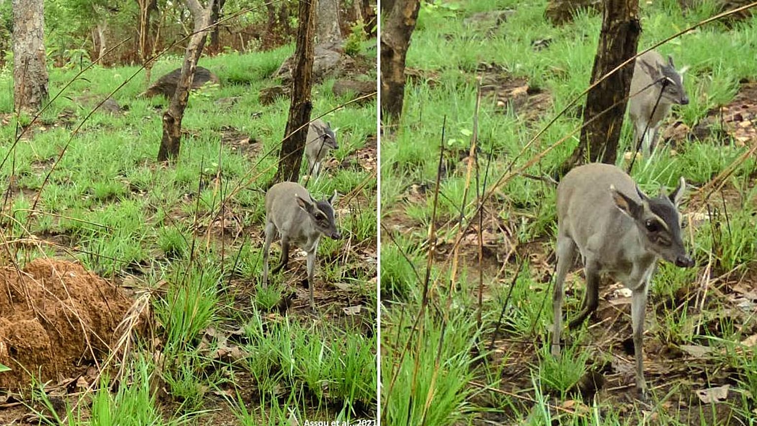Walter's duiker captured in Togo