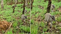 Walter's duiker captured in Togo