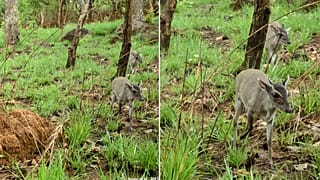Walter's duiker captured in Togo
