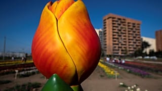 زهرة التوليب في توليب بارك بالعاصمة الإيطالية روما. 31/03/2021