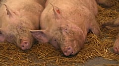 Tierwohl wird Chefsache: EU-Tierschutzgesetze sollen überarbeitet werden