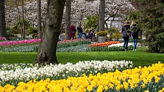 a few thousand people tiptoe through the 7 million tulips, hyacinths, daffodils in Keukenhof garden