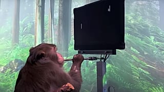 Pong oyununu oynayan Neuralink çipli maymun.