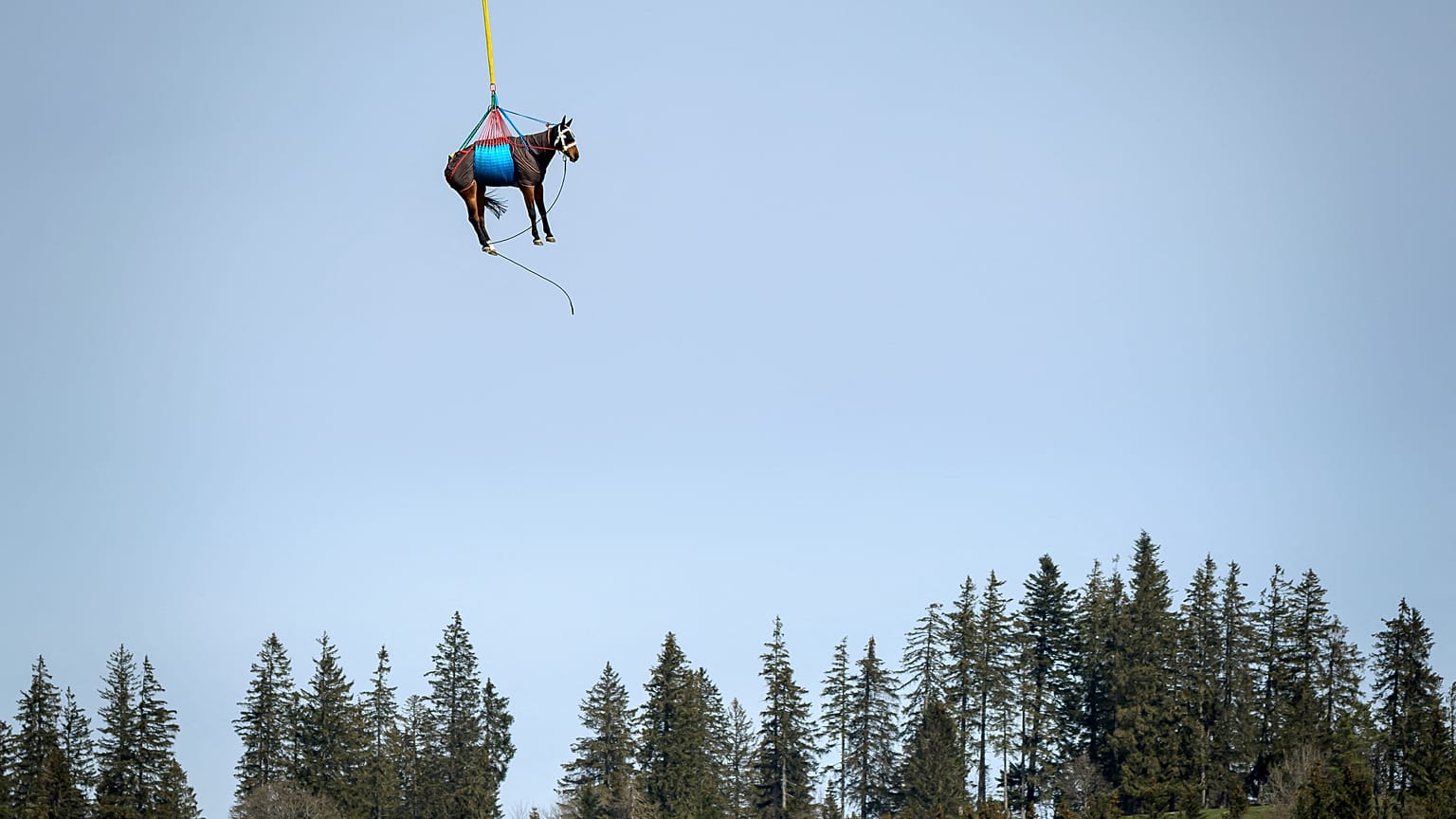 A horse is being airlifted by Swiss army force helicopter. The scientific project aims at rapidly evacuating injured horses to a medical veterinary infrastructure