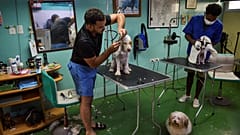  صالون "دون سيلفر" لتجميل الكلاب في هافانا