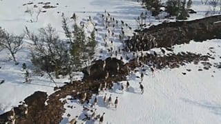 Олени в Емтланде