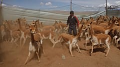 فيكونا البرية في حظيرة مؤقتة داخل محمية أبولوبامبا الطبيعية، الموطن الطبيعي للحيوان بالقرب من قرية أوشا أوشا، بوليفيا
