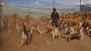 فيكونا البرية في حظيرة مؤقتة داخل محمية أبولوبامبا الطبيعية، الموطن الطبيعي للحيوان بالقرب من قرية أوشا أوشا، بوليفيا