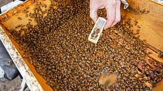 Deutsche Forscher haben das Sozialleben von Bienen auf seltenen Aufnahmen dokumentiert