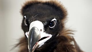 FILE: a vulture looks out from its caring room at Kasetsart university pet hospital in Bangkok, Thailand - March 7, 2007.