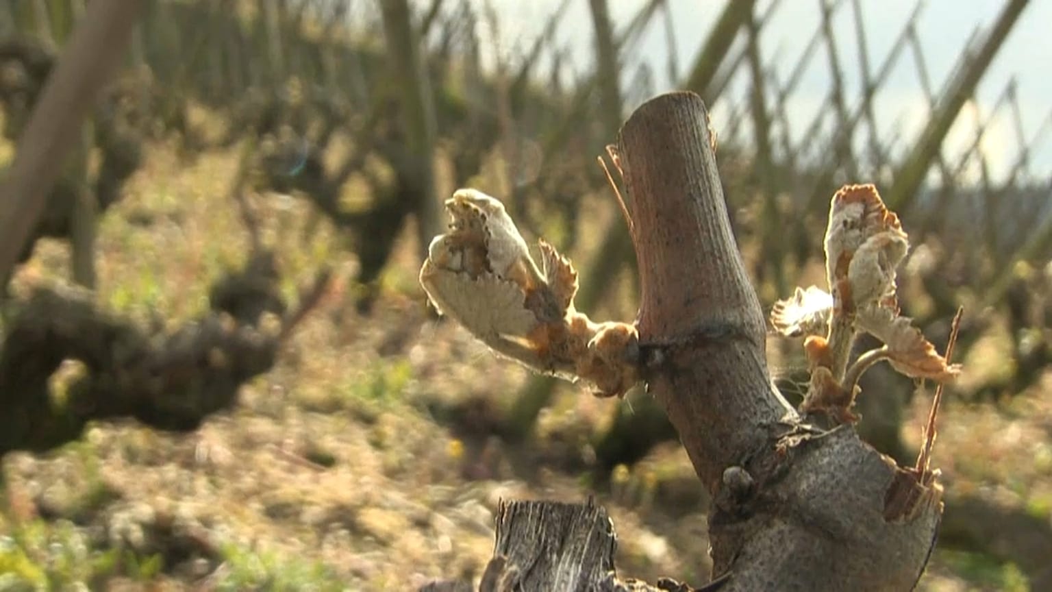 les vignobles de Côte-rôtie