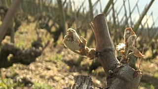 les vignobles de Côte-rôtie