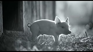 'Gunda', una historia de amor por los animales de la granja realizada por un vegetariano