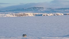 Ein Eisbär in der Artik.