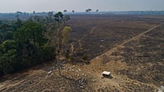 Cattle graze on land burned and deforested by cattle farmers near Novo Progresso, Para state, Brazil.