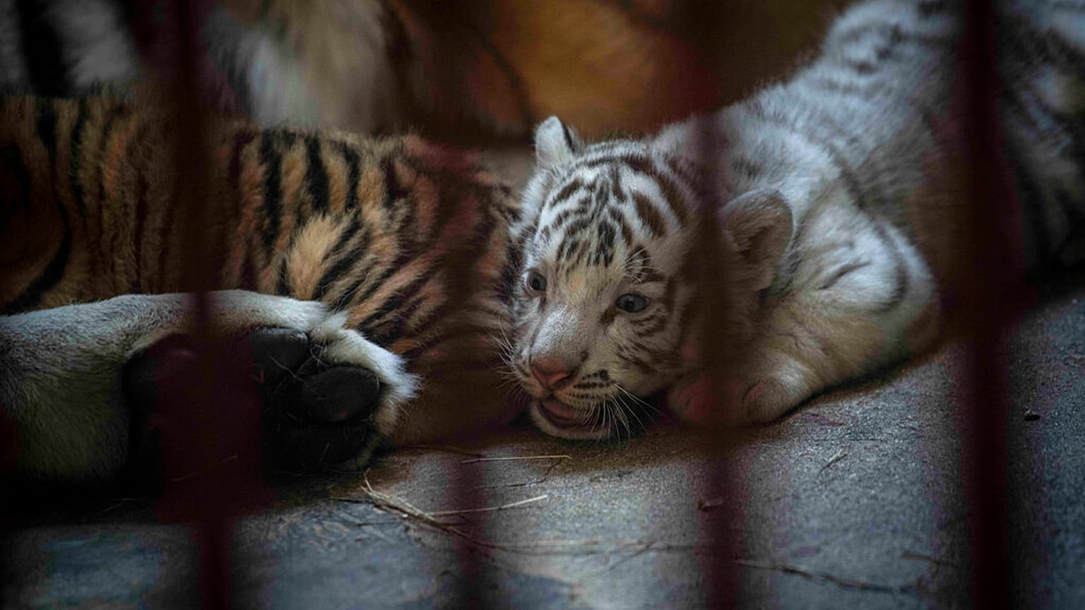 El recién nacido tigre de Bengala blanco