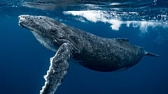 Humpback Whales visit Iceland every year to feed 