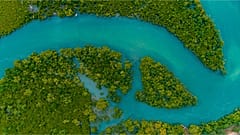 Mangroves genuinely have the power to change the world - if we can protect them in time.