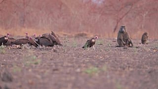 محمية طبيعية - السودان