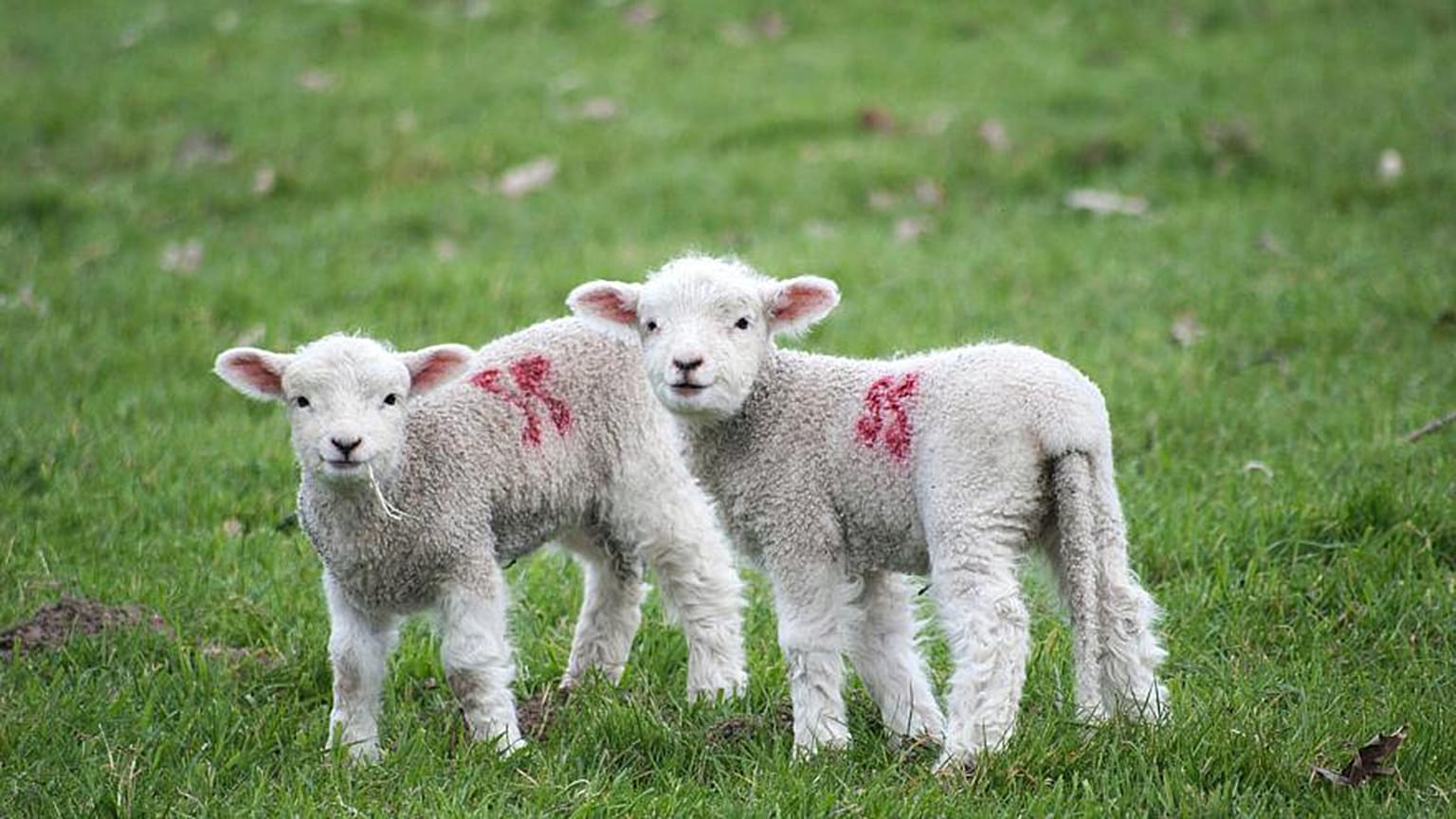 Las normas de la UE sobre el bienestar de los animales de granja necesitan cambios