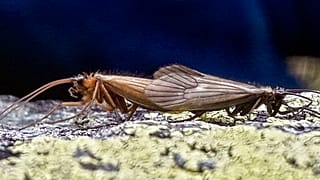 Kosovalı biyolog Halil İbrahimi'nin keşfettiği yeni böcek türü "Potamophylax Koronavirüs" adını verdi.