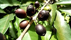 Stenophylla, Ivory Coast