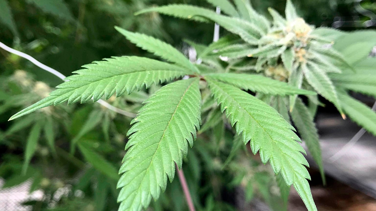 3000 Patienten in Studie: Cannabis soll Schmerzen lindern 