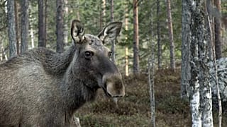 Ein Elch in Kullberg, Schweden, 2020 (Die Video-Aufnahmen sind aus dem vergangenen Jahr)