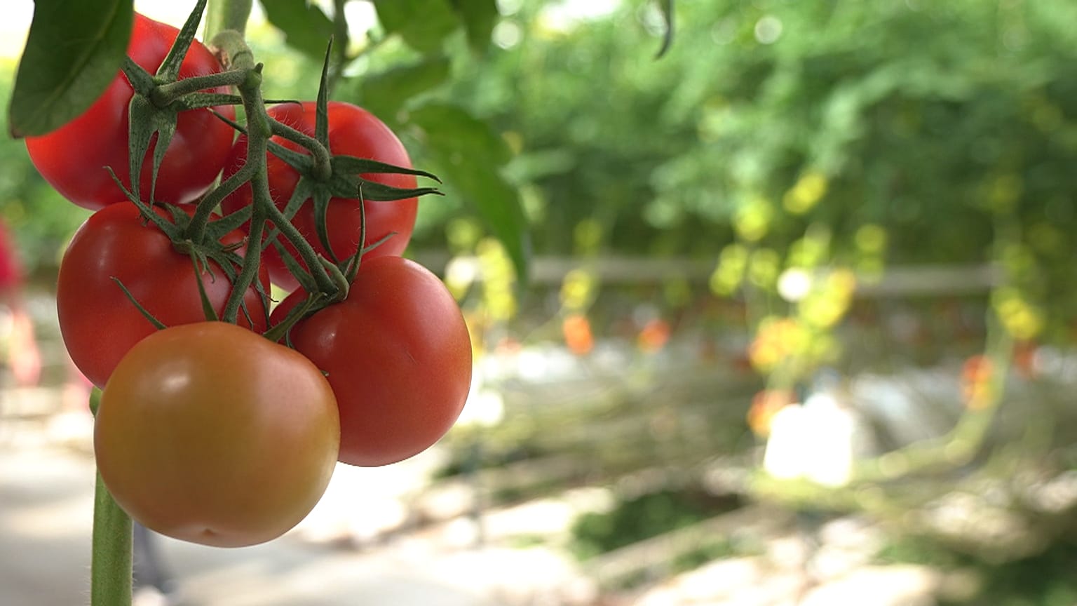 La apuesta de BelOrta por el bienestar de agricultores y consumidores