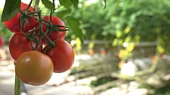 Obst und Gemüse nachhaltig auf den Tisch
