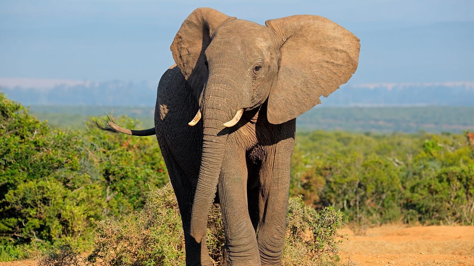 AI is helping save elephants from extinction