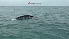 La balena grigia