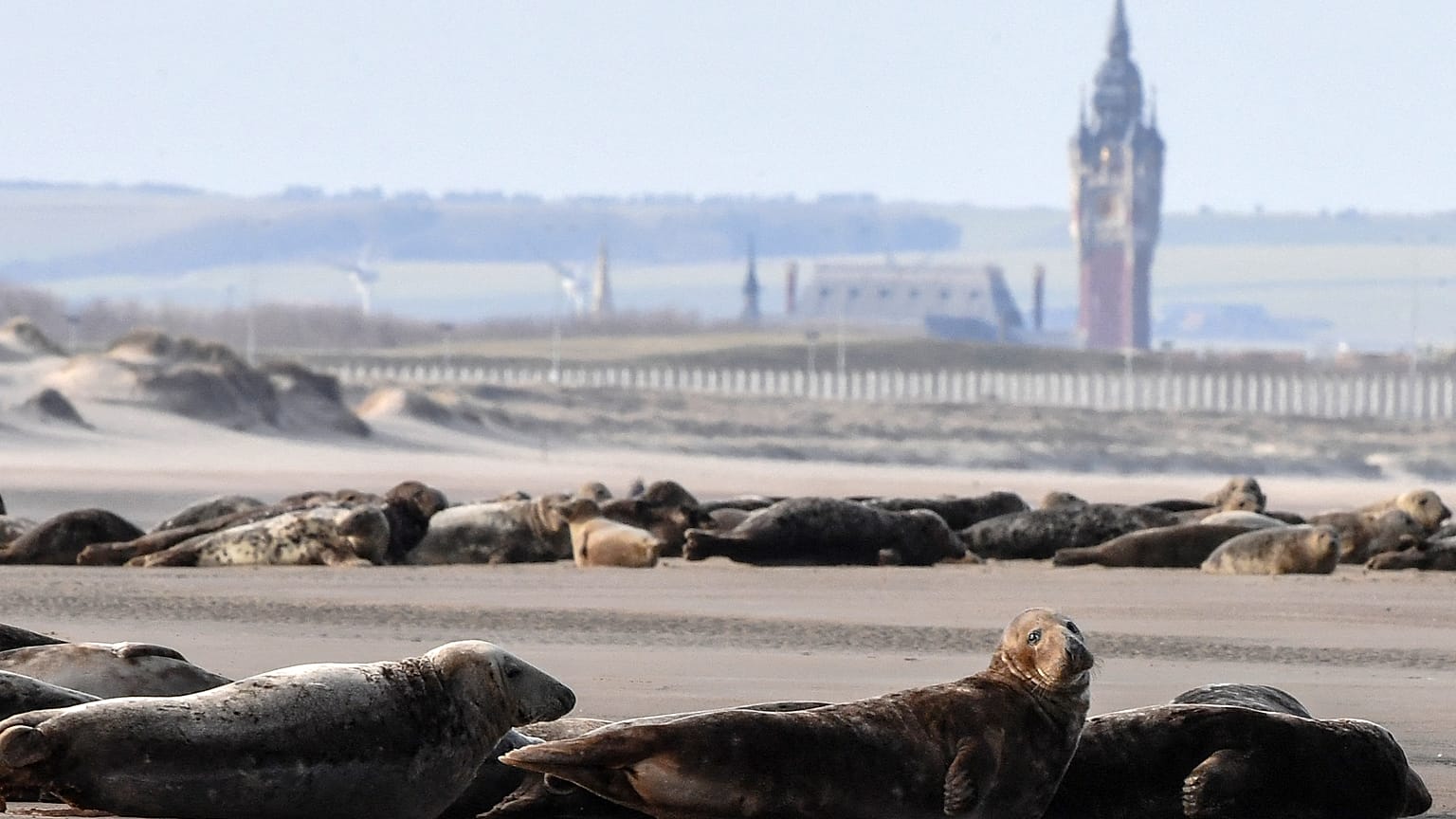 Des phoques près de Calais
