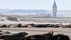 Des phoques près de Calais