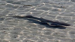 Haie und Rochen im Schutzgebiet von Dubai freigelassen
