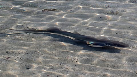 Sharks and rays released into sanctuary