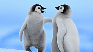 25 Nisan Dünya Penguen Günü olarak kabul ediliyor.