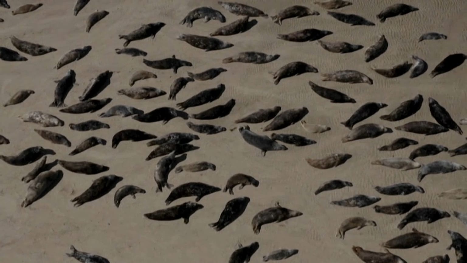 Seals colonies are increasing along France's northern coast