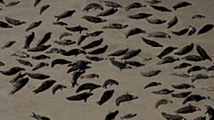 Robbenbabys vor Calais 