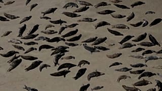 Seals colonies are increasing along France's northern coast